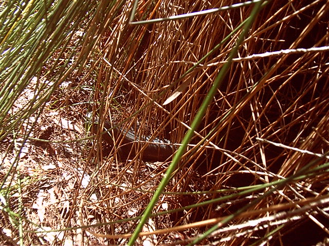 Kewl black lizzard
