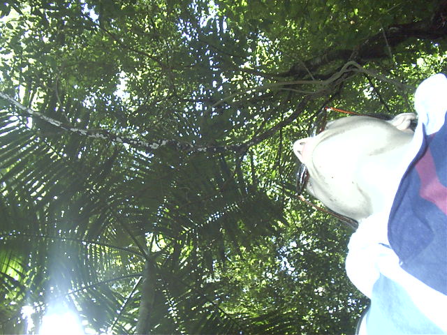 I think the trees were taller