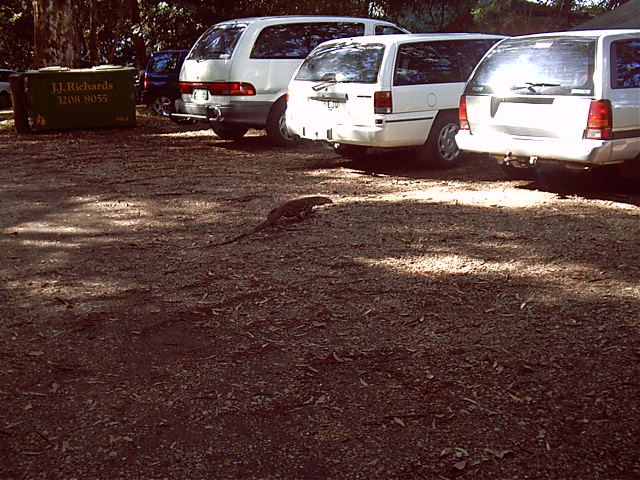 The local friendly freaking huge goanna