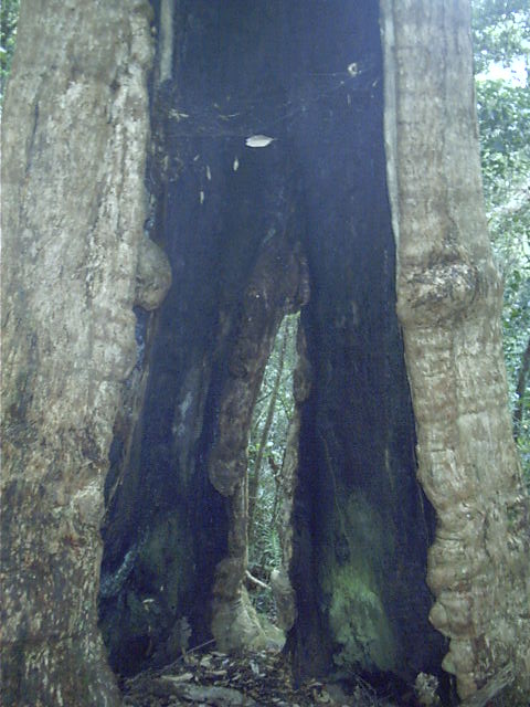 This tree is empty