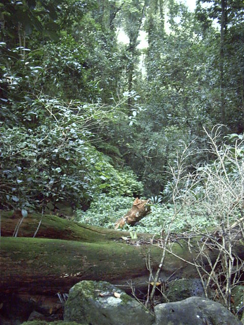 Mmm, nice rainforest