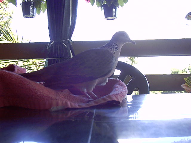 It watched me read the comics for 15minutes before flying off