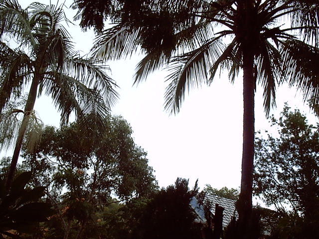 Gray skys