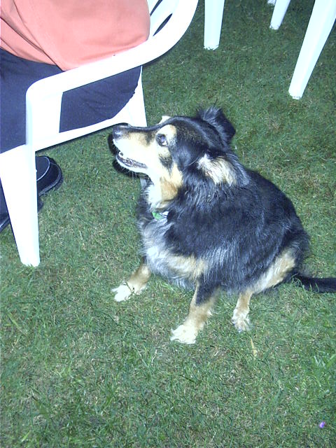 Oscar knows where the food is