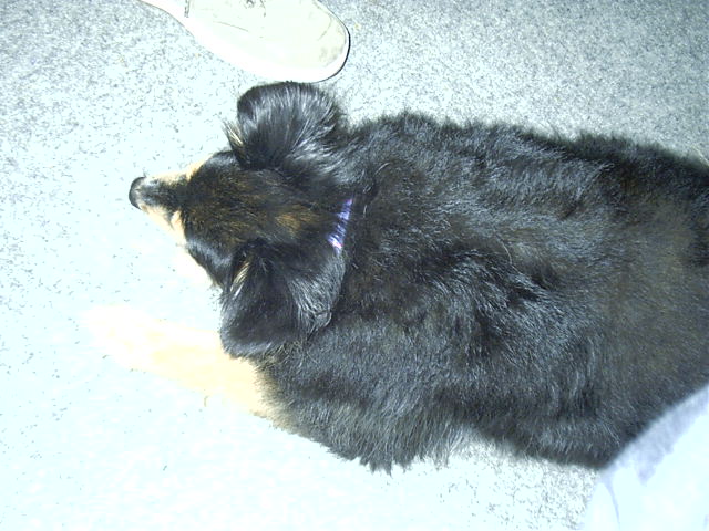 Oscar is tired after a long night