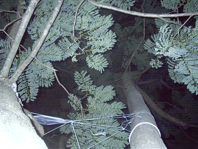 Tree is left where it is