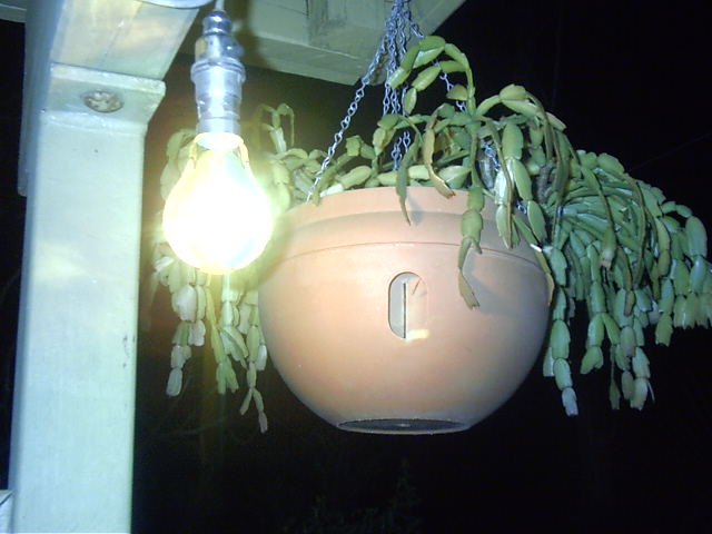 Funky bulb