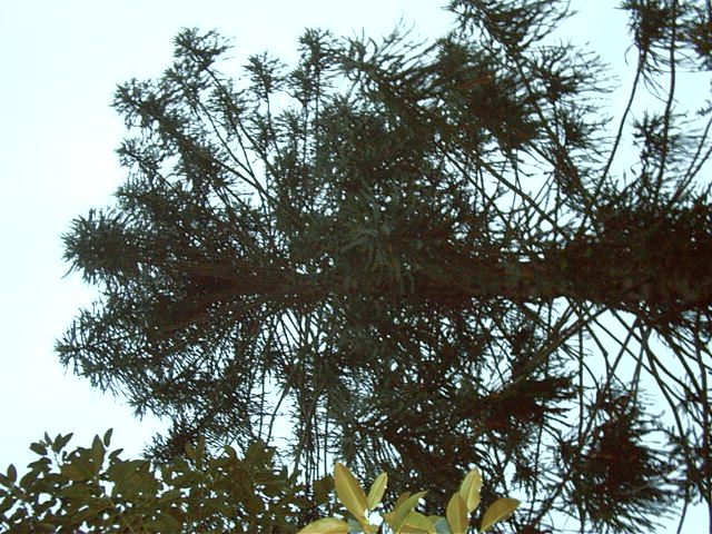 Tall tree