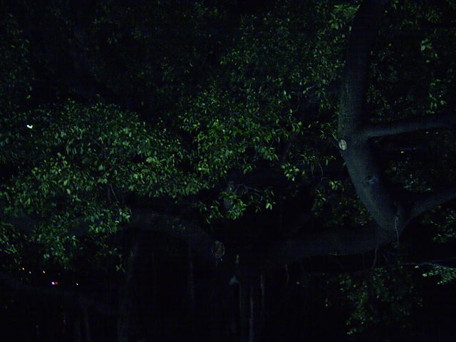 T1 (not as kewl as B1, but more leafy)