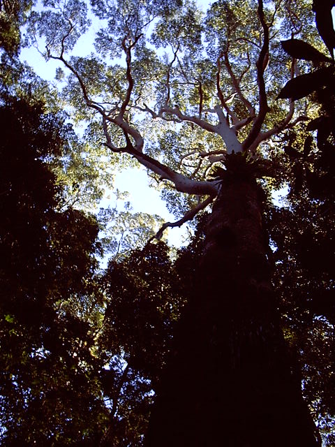 Tall trees