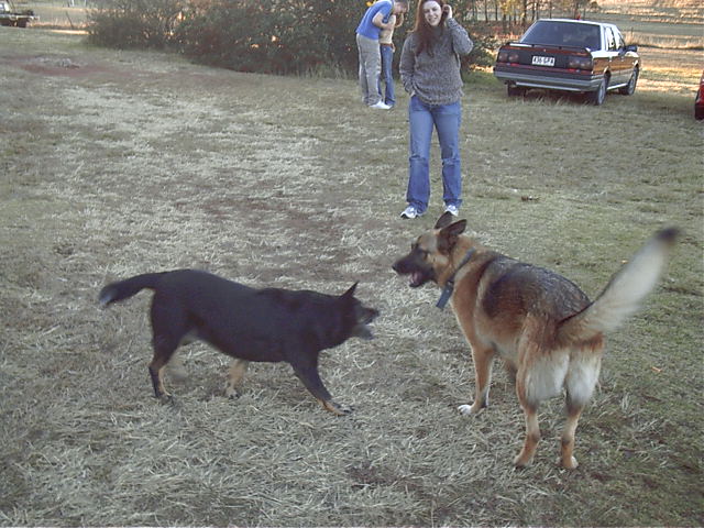 The dogs of war