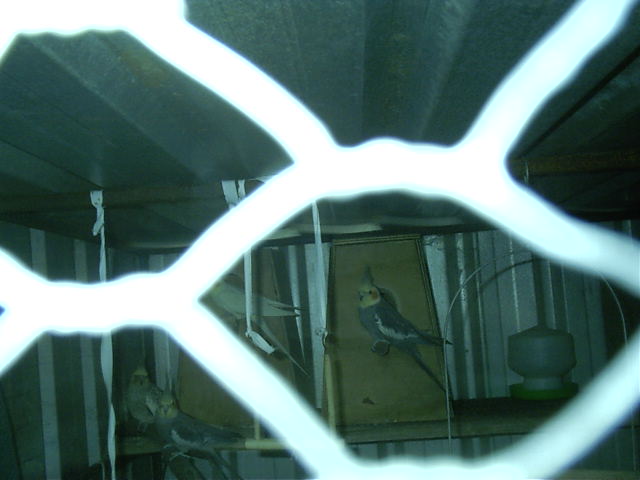 Byebye birdies