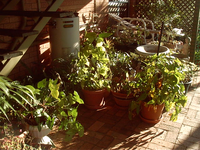 All these plants have to go too