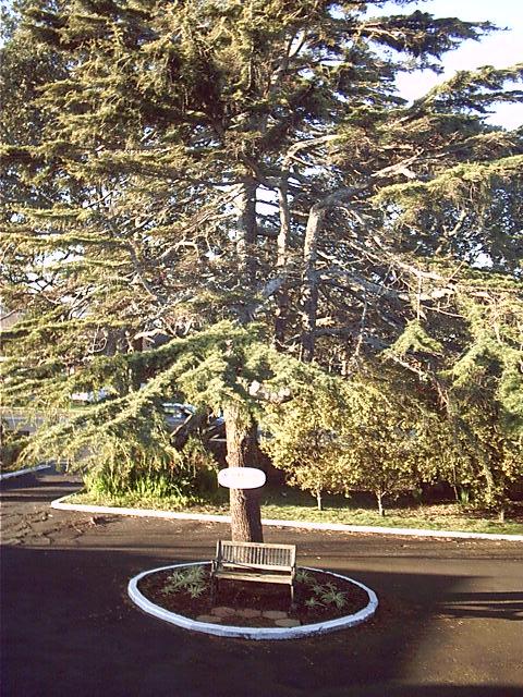 The big tree