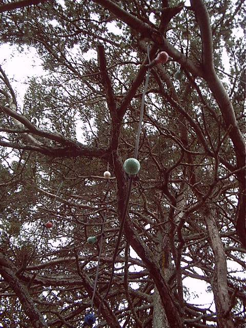 The tree had lights for xmas