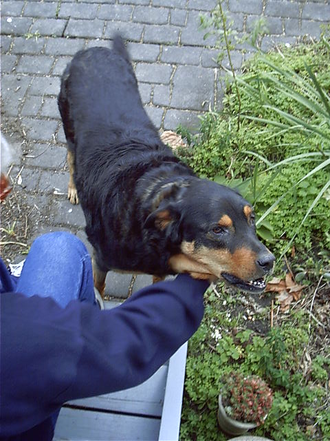 Juilet's dog