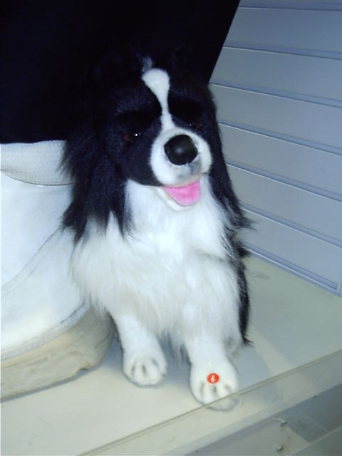 Cute dog