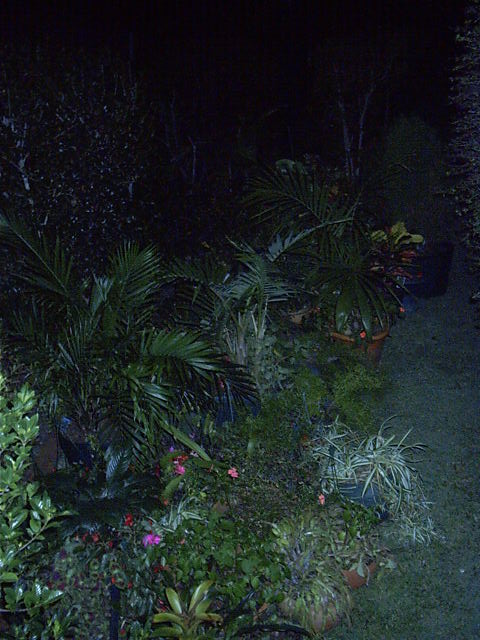 The plants