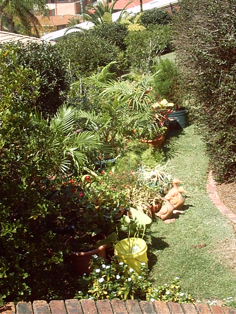 The front garden with plants