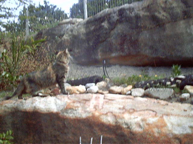 Sushi checks out back garden