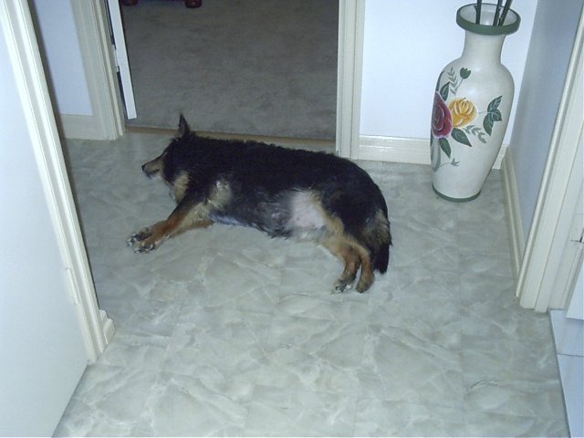 Dead dog