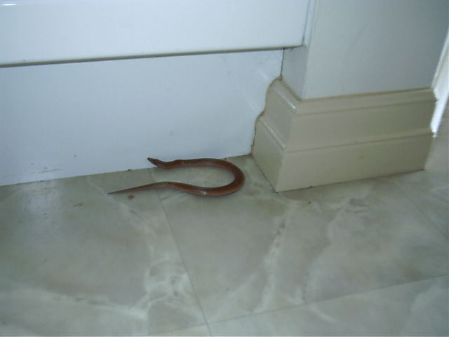 A legless lizard decides it wants to be an indoor reptile