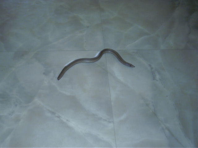 Same legless lizard or new one, i wonder