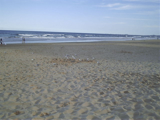The birds check out the sand-chick