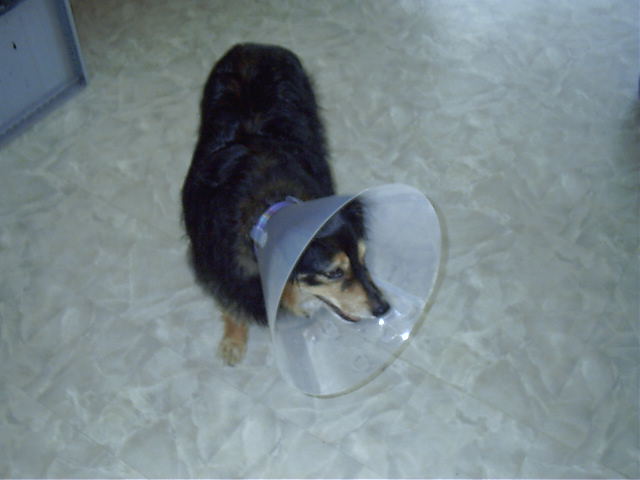 After the bandages come off, Oscar gets a new 70s collar