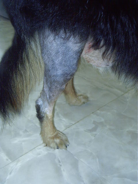 Poor leg