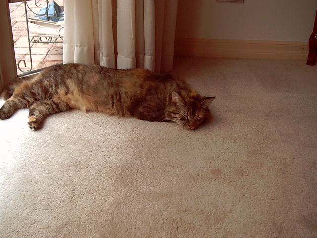 And the cat