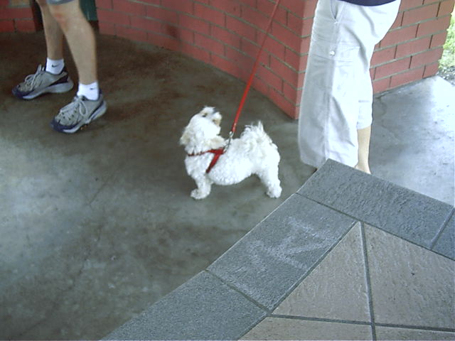 Cute puppy