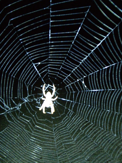 With free spiders