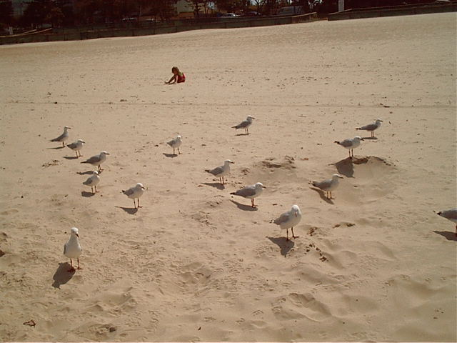 The Birds (tm)