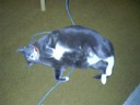 Friends cat5. h0h0h0.