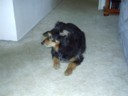 My puppy. (yes! he's a puppy still! Accept it!)