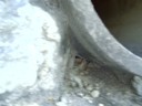 A lizzard ran in here, but eluded my capture.