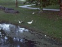 Quack.