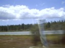 What is this? Some sort of tree farm?