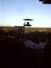 Birds use the feeder till the cat came along