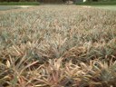 Many pineapples