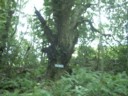 Mango tree