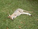 Wake up sleepy head