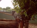 Sleep koala