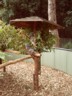 More koalas