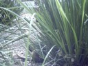 Some small rodent