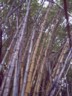 Free bamboo