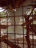 A really loud bird