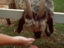 Free goat