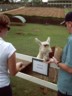 A Llama or 3